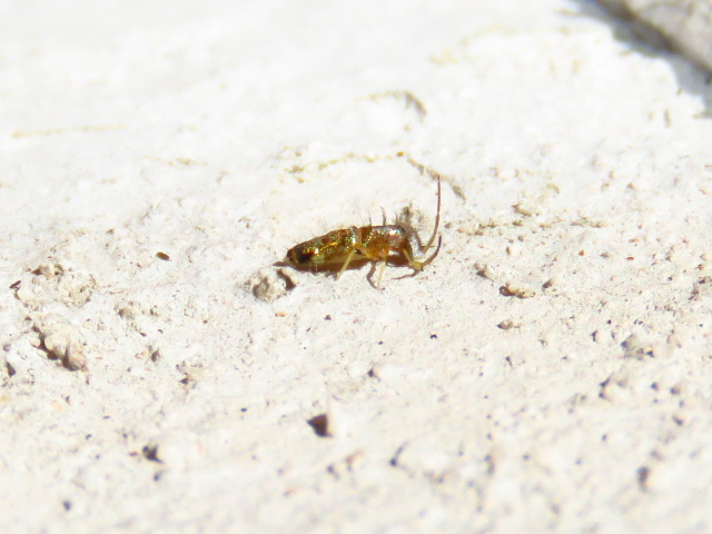 Collembola ID